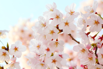 春 桜 イメージ